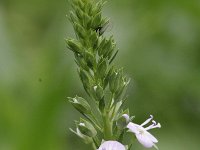 Veronica anagallis-aquatica 3, Blauwe waterereprijs, Saxifraga-Rutger Barendse