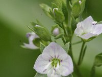 Veronica anagallis-aquatica 4, Blauwe waterereprijs, Saxifraga-Rutger Barendse