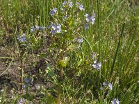 Veronica anagallis-aquatica 5, Blauwe waterereprijs, Saxifraga-Jan van der Straaten