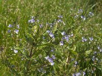 Veronica anagallis-aquatica 6, Blauwe waterereprijs, Saxifraga-Jan van der Straaten