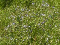 Veronica anagallis-aquatica 7, Blauwe waterereprijs, Saxifraga-Jan van der Straaten