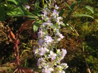 Veronica anagallis-aquatica 8, Blauwe waterereprijs, Saxifraga-Rutger Barendse