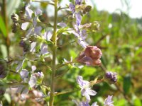 Veronica anagallis-aquatica 9, Blauwe waterereprijs, Saxifraga-Rutger Barendse