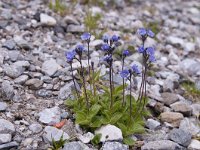 Veronica aphylla 7, Saxifraga-Luuk Vermeer