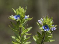 Veronica arvensis 20, Veldereprijs, Saxifraga-Willem van Kruijsbergen