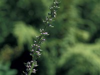 Veronica barrelieri 2, Saxifraga-Jan van der Straaten