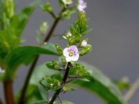 Veronica catenata 11, Rode waterereprijs, Saxifraga-Bart Vastenhouw