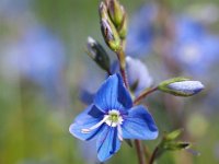 Veronica chamaedrys 27, Gewone ereprijs, Saxifraga-Hans Dekker