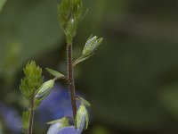 Veronica chamaedrys ssp chamaedrys 6, Gewone ereprijs, Saxifraga-Willem van Kruijsbergen