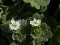 Veronica cymbalaria 9, Saxifraga-Willem van Kruijsbergen