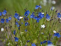 Veronica fruticans 11, Saxifraga-Luuk Vermeer