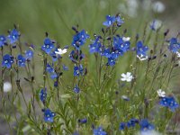 Veronica fruticans 15, Saxifraga-Luuk Vermeer