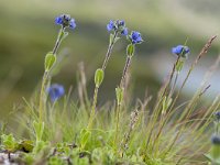 Veronica fruticans 16, Saxifraga-Luuk Vermeer