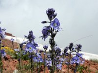 Veronica gentianoides 5, Gentiaanereprijs, Saxifraga-Ed Stikvoort