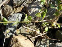 Veronica hederifolia 24, Klimopereprijs, Saxifraga-Rutger Barendse