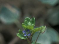 Veronica hederifolia 40, Klimopereprijs, Saxifraga-Jan van der Straaten