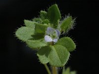 Veronica hederifolia ssp triloba 9, Saxifraga-Jan van der Straaten