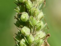 Veronica longifolia 23, Lange ereprijs, Saxifraga-Sonja Bouwman  766. Lange ereprijs - Veronica longifolia - Plantaginaceae familie (i)