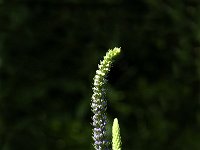 Veronica longifolia 3, Lange ereprijs, Saxifraga-Jan van der Straaten