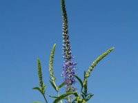Veronica longifolia 4, Lange ereprijs, Saxifraga-Branko Bakan