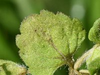 Veronica opaca 3, Doffe ereprijs, Saxifraga-Sonja Bouwman