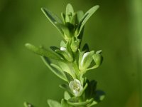 Veronica peregrina 15, Vreemde ereprijs, Saxifraga-Sonja Bouwman