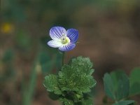 Veronica persica 23, Grote ereprijs, Saxifraga-Jan van der Straaten