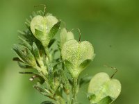 Veronica prostrata 21, Liggende ereprijs, Saxifraga-Sonja Bouwman  1017. Liggende ereprijs - Veronica prostrata - Plantaginaceae familie (i)