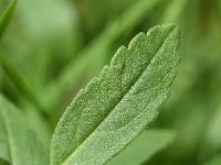 Veronica prostrata 22, Liggende ereprijs, Saxifraga-Sonja Bouwman  1017. Liggende ereprijs - Veronica prostrata - Plantaginaceae familie (i)