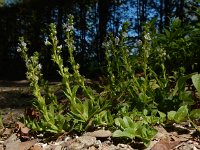Veronica serpyllifolia 12, Tijmereprijs, Saxifraga-Ed Stikvoort