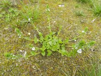 Veronica serpyllifolia 7, Tijmereprijs, Saxifraga-Rutger Barendse