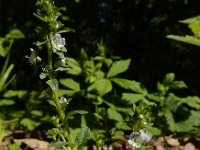 Veronica serpyllifolia 10, Tijmereprijs, Saxifraga-Ed Stikvoort