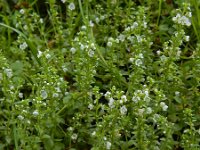 Veronica serpyllifolia 11, Tijmereprijs, Saxifraga-Ed Stikvoort