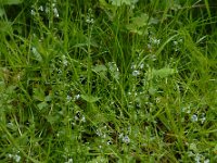 Veronica serpyllifolia 13, Tijmereprijs, Saxifraga-Ed Stikvoort