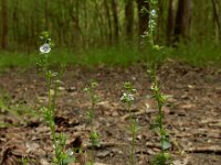 Veronica serpyllifolia 14, Tijmereprijs, Saxifraga-Ed Stikvoort