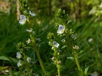 Veronica serpyllifolia 15, Tijmereprijs, Saxifraga-Ed Stikvoort