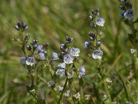 Veronica serpyllifolia 18, Tijmereprijs, Saxifraga-Willem van Kruijsbergen