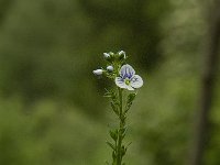 Veronica serpyllifolia 5, Tijmereprijs, Saxifraga-Jan van der Straaten