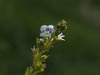 Veronica serpyllifolia 6, Tijmereprijs, Saxifraga-Jan van der Straaten