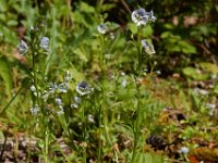 Veronica serpyllifolia 8, Tijmereprijs, Saxifraga-Ed Stikvoort