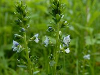 Veronica serpyllifolia 9, Tijmereprijs, Saxifraga-Ed Stikvoort