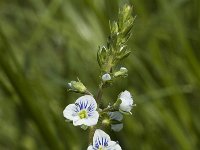 Veronica serpyllifolia ssp serpyllifolia 1, Tijmereprijs, Saxifraga-Marijke Verhagen