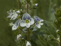 Veronica serpyllifolia ssp serpyllifolia 2, Tijmereprijs, Saxifraga-Marijke Verhagen