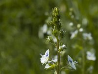 Veronica serpyllifolia ssp serpyllifolia 3, Tijmereprijs, Saxifraga-Marijke Verhagen