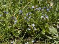 Veronica serpyllifolia ssp serpyllifolia 4, Tijmereprijs, Saxifraga-Willem van Kruijsbergen