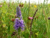 Veronica spicata 20, Aarereprijs, Saxifraga-Hans Grotenhuis