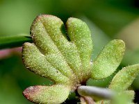 Veronica triphyllos 1, Handjesereprijs, Saxifraga-Sonja Bouwman  993. Handjesereprijs - Veronica triphyllos - Plantaginaceae familie (i)