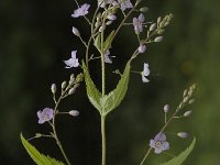 Veronica urticifolia 2, Saxifraga-Marijke Verhagen