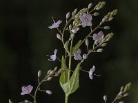 Veronica urticifolia 4, Saxifraga-Marijke Verhagen