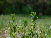 Veronica verna 2, Kleine ereprijs, Saxifraga-Ed Stikvoort